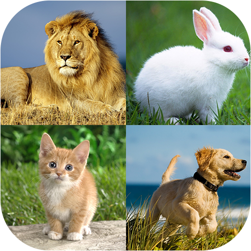 Домашние животные сравнение. Животные сравнение. Разные животные для сравнения. Сходство с животными. Сравнивать с животным это.