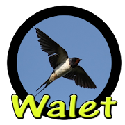 Suara Pemikat Walet Terbaik