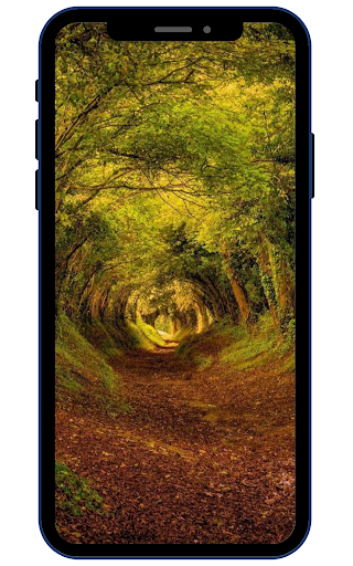 Forest Wallpapers Screen 2