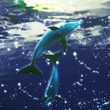 Dolphin Moonlight icon