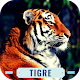 Tiger Roar Download on Windows