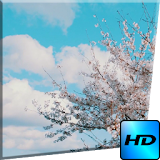 Sakura HD Video Wallpaper icon
