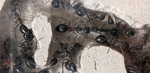 Ant Nuptial Flight Predictor