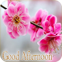 Good Afternoon Images 2023