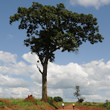 Useful Trees of East Africa icon