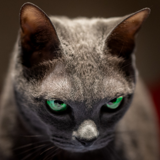The Life Of The Korat Cat