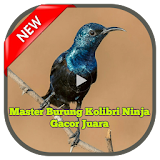 Master Burung Kolibri Ninja Gacor Juara icon