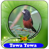 Cantos do Curió|Towa Towa 100% Offline icon
