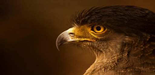 PSGFALCON+