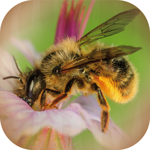 Bee Calculator logo