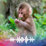 Cover Image of Download Monkey sounds Ringtones  APK