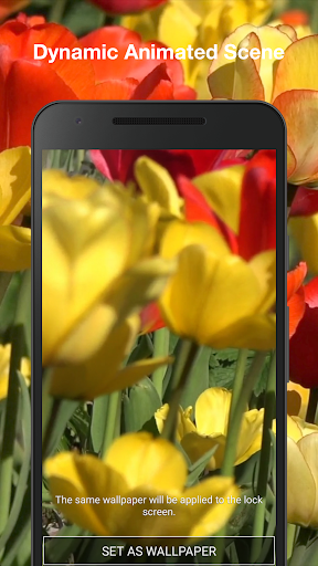Tulips Live Wallpaper Pro Screen 2