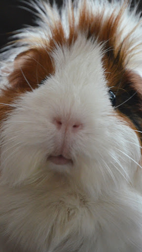 Android application cute guinea pig wallpaper screenshort