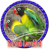 Cara Ternak Burung Lovebird icon