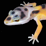 Cover Image of Baixar Leopard Gecko Pro 1.0  APK