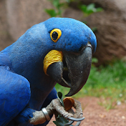 Sonidos de loros