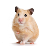 HAMSTER Wallpapers v1 icon