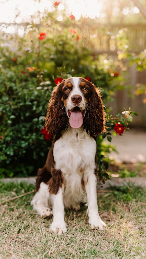 English Springer Spaniel Screen 2