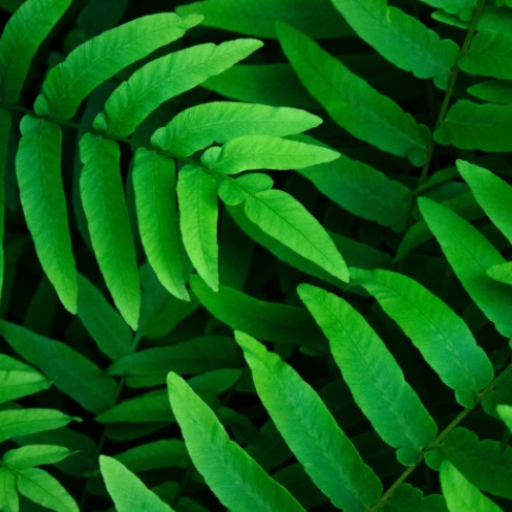 Plant Wallpapers 1.0 Icon