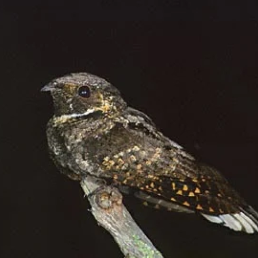 Whippoorwill bird sounds logo
