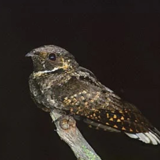 Whippoorwill bird sounds