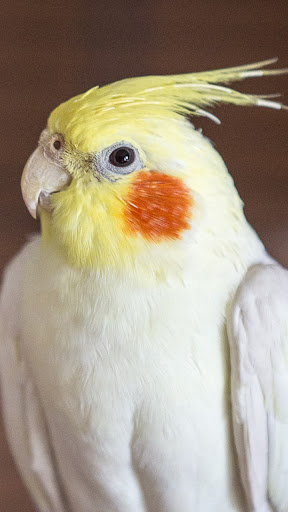 Android application cockatiel bird wallpaper screenshort