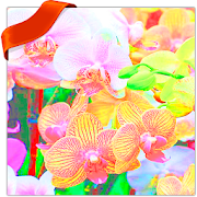 Orchid Wallpapers