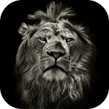 Lion King CM Locker Cool Theme icon