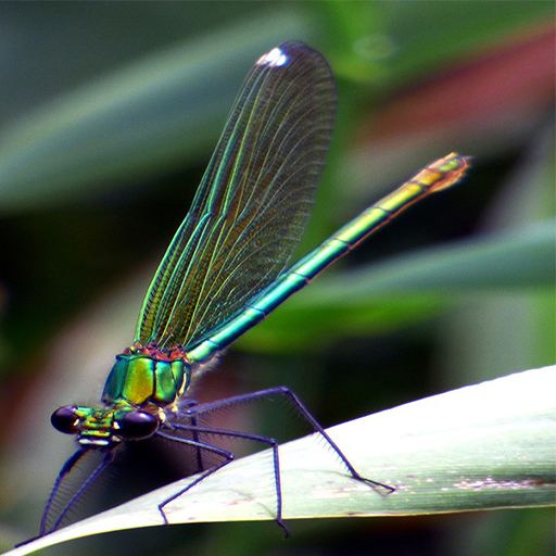 Dragonfly Walpaper Download on Windows
