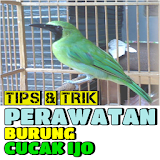 Tips & Trik Perawatan Burung Cucak Ijo icon