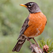 North American Birds Sounds  Icon