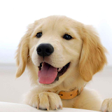 Cute Puppies Live Wallpaper icon