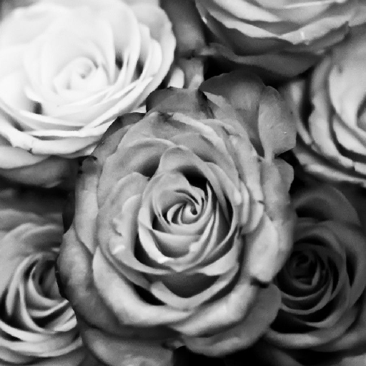 White Rose Wallpapers Download on Windows
