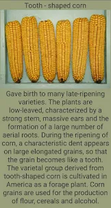 Varieties of corn