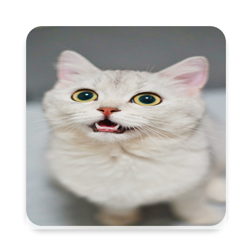 Cute Cat Wallpapers logo