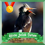 Kicau Jalak Suren icon