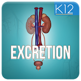 Excretion in Human Beings icon