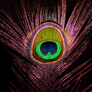 Peacock Feather HD Wallpapers