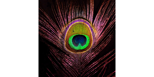 Peacock Feather HD Wallpapers - Apps on Google Play