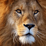 Cover Image of Download Real Wild lion sounds  APK