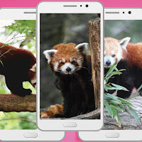 Red Panda Wallpaper - Animal Backgrounds Wallpaper