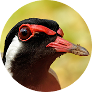 Red-wattled lapwing Bird Sounds
