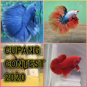 Cupang Contest Wallpaper  Icon