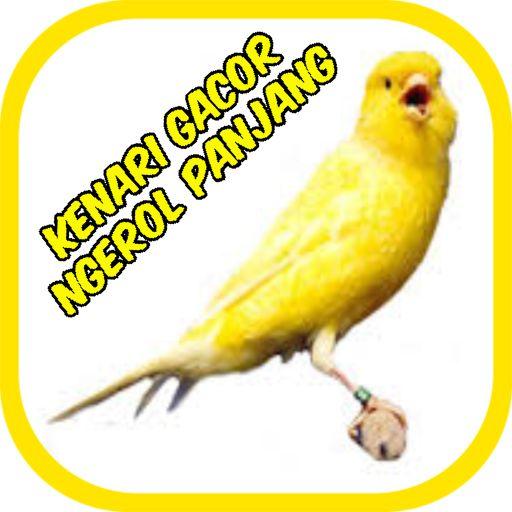 Kenari Ngerol Panjang