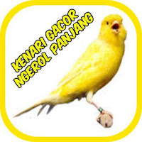 Kenari Ngerol Panjang