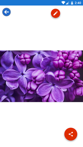 Cactus Iris Lavender Lilac