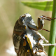Cicada Sounds Auf Windows herunterladen