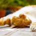 [最も好ましい] 癒し 猫 壁��� 156796-癒し 猫 壁紙