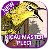 Kicau burung Pleci Master icon
