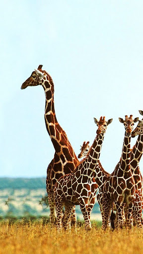 Android application Giraffe Wallpaper screenshort